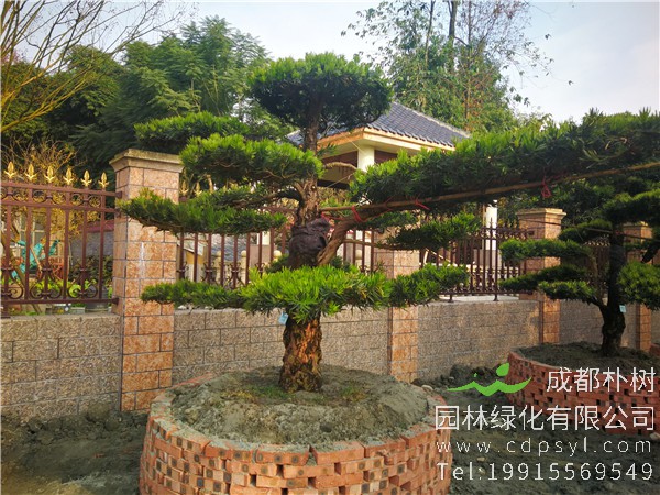 造型罗汉松图片